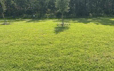Photo of Scott M.'s yard after getting lawn care in Umatilla, FL