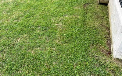 Photo of Sam Z.'s yard after getting lawn care in Jacksonville, FL