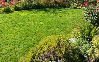 Photo of Ken M.'s yard after getting lawn care in Seattle, WA