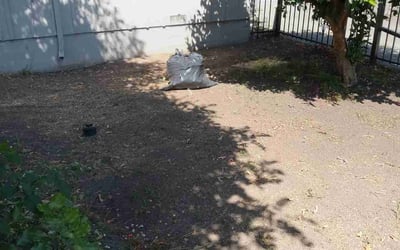 Photo of Matthew G.'s yard after getting tree care in Eustis, FL