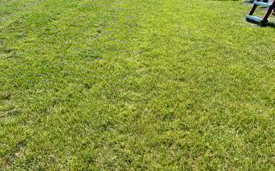 Photo of Hannah A.'s yard after getting lawn care in Martinsville, IN