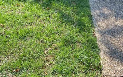 Photo of Sara A.'s yard after getting lawn care in Chambersburg, PA