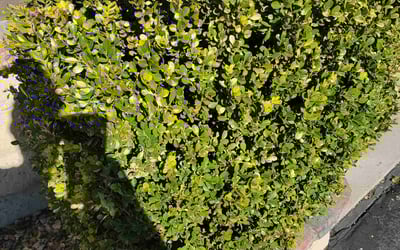 Photo of John A.'s yard after getting lawn care in Saint George, UT