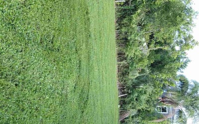 Photo of Raymond P.'s yard after getting lawn care in Long Beach, CA
