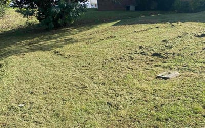 Photo of Allison S.'s yard after getting lawn care in Northbrook, IL