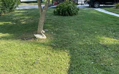 Photo of Robin A.'s yard after getting lawn care in Severna Park, MD