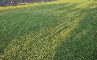 Photo of Jessica L.'s yard after getting tree care in Appleton, WI