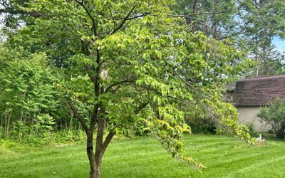 Photo of Luis G.'s yard after getting lawn care in Cedar Park, TX