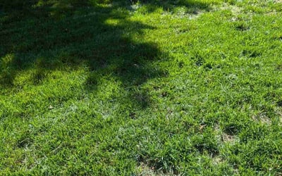 Photo of Michael L.'s yard after getting lawn care in Waxhaw, NC