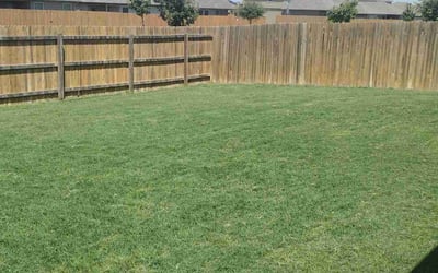 Photo of Michael V.'s yard after getting lawn care in San Marcos, TX