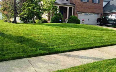 Photo of Patricia M.'s yard after getting lawn care in Lexington, KY