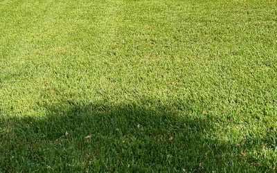 Photo of David K.'s yard after getting lawn care in Humble, TX