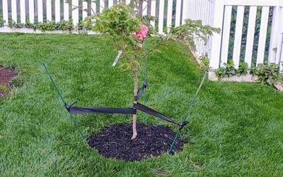 Photo of Lorna C.'s yard after getting lawn care in Lansdowne, PA