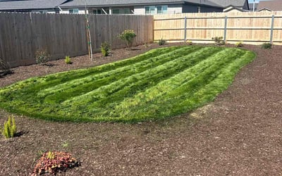 Photo of Barry T.'s yard after getting lawn care in Tulare, CA