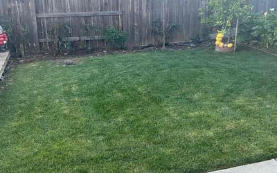 Photo of Azita A.'s yard after getting lawn care in Citrus Heights, CA