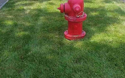 Photo of Regina R.'s yard after getting lawn care in Southgate, MI