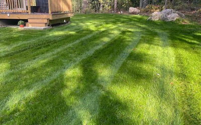 Photo of Bina H.'s yard after getting lawn care in Fitchburg, MA