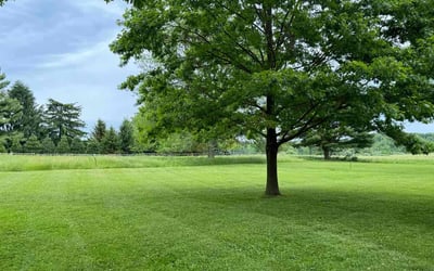 Photo of Luke C.'s yard after getting lawn care in Phoenixville, PA