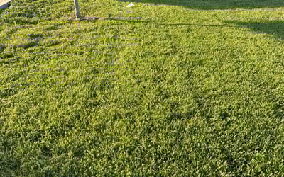 Photo of Chris C.'s yard after getting lawn care in Gardner, KS