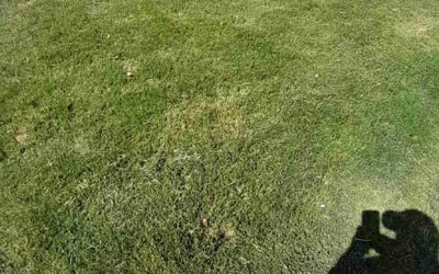 Photo of Katherine P.'s yard after getting lawn care in Georgetown, TX