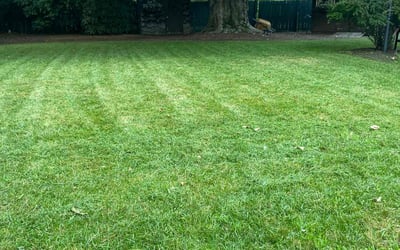 Photo of Marcus J.'s yard after getting lawn care in Newton, MA