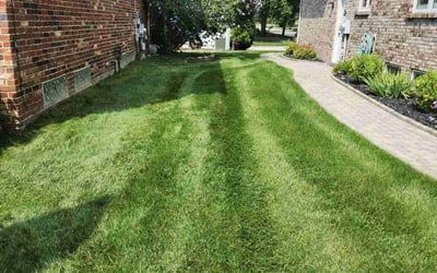 Photo of Ava L.'s yard after getting lawn care in Troy, MI