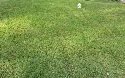 Photo of Andres D.'s yard after getting lawn care in Winder, GA