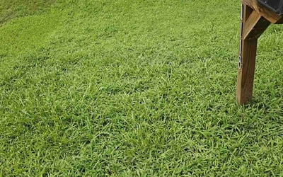 Photo of Gina H.'s yard after getting lawn care in Easton, PA