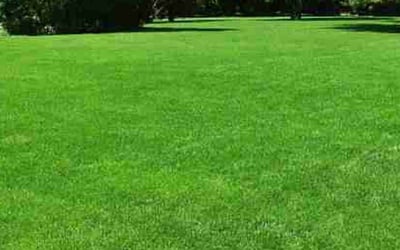 Photo of Jimmy D.'s yard after getting lawn care in Louisville, OH