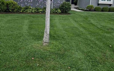 Photo of Jacob F.'s yard after getting lawn care in Mooresville, NC