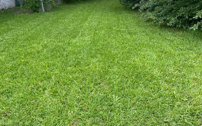 Photo of Tinika F.'s yard after getting lawn care in Odenville, AL