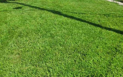 Photo of Sharleen M.'s yard after getting lawn care in Fort Smith, AR
