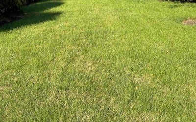 Photo of Camille R.'s yard after getting lawn care in Oxford, OH