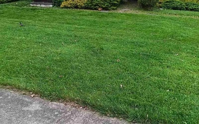 Photo of Allen H.'s yard after getting lawn care in Bedford, OH