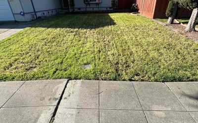 Photo of Holly L.'s yard after getting lawn care in Alameda, CA