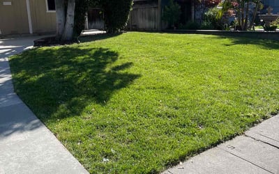 Photo of Pedro Y.'s yard after getting lawn care in San Jose, CA