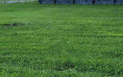 Photo of Anthony H.'s yard after getting lawn care in Independence, MO