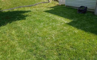 Photo of Lisa C.'s yard after getting lawn care in Dumfries, VA