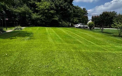 Photo of Paula C.'s yard after getting lawn care in Deer Park, TX