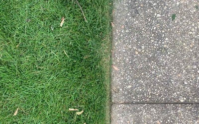 Photo of Michael R.'s yard after getting lawn care in Towson, MD