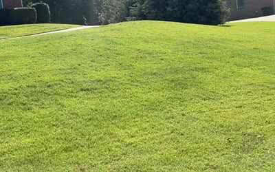 Photo of George B.'s yard after getting lawn care in Bremen, GA