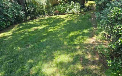 Photo of Alex F.'s yard after getting lawn care in New Port Richey, FL