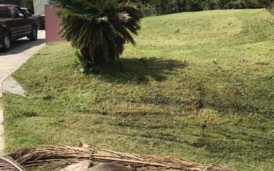 Photo of Mireille D.'s yard after getting lawn care in Haymarket, VA