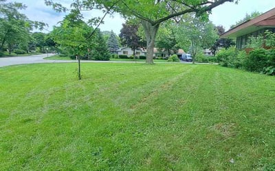 Photo of Patricia W.'s yard after getting lawn care in Mount Prospect, IL