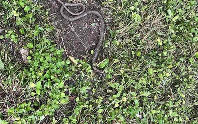 Photo of Sharon S.'s yard after getting lawn care in Holly, MI