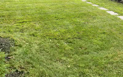 Photo of Nabilla G.'s yard after getting lawn care in Babylon, NY