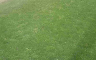 Photo of Tom m.'s yard after getting lawn care in Elizabeth, NJ