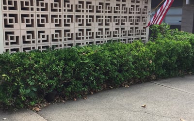 Photo of Mark J.'s yard after getting tree care in Zephyrhills, FL