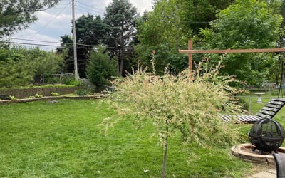 Photo of Zack M.'s yard after getting lawn care in Xenia, OH