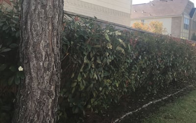 Photo of Katherine H.'s yard after getting tree care in Ballwin, MO